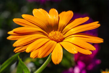 Marigold flower in sunlight with summer background.