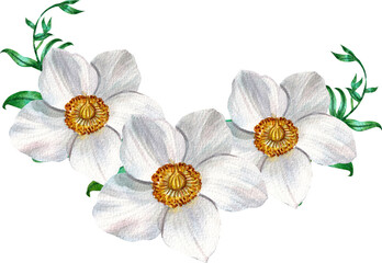 Obraz premium White anemone flower, bouquet, watercolor painting hand-drawn