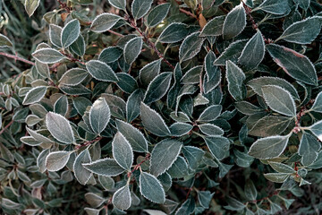 Frosted Leaves in Nature. Close up.