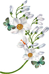 White anemone flower, bouquet, watercolor painting hand-drawn