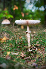 emerging parasol mushrooms growing out of the grass in Autumn - macrolepiota procera mushroom