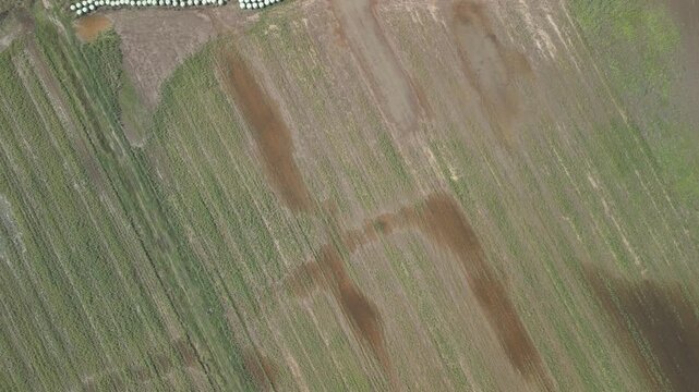 drone su rovine Heraion o tempio di Hera Argiva alla foce del Sele, campania, italia