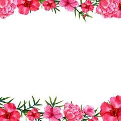 Pink hibiscus flower, peony flower, square frame, watercolor painting hand-drawn