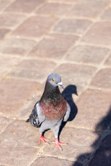 A lone pigeon stands on a brick sidewalk, gazing at the camera