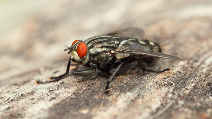 close up of fly