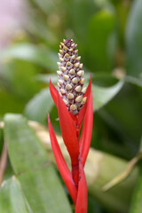 ミカドアナナス