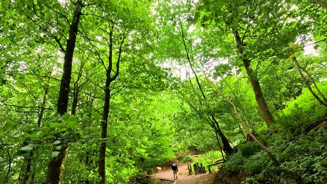 Forest Trail Near Wallace Monument