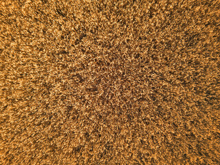 Sunset over a vast wheat field