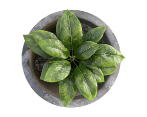 A top-down view of a lush green plant in a round pot, showcasing its vibrant leaves.