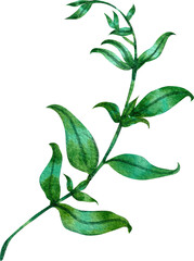 Small green leaves on a single stem, watercolor painting hand-drawn illustration