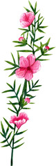 Pink manuka flower, watercolor painting hand-drawn illustration