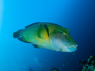 Napoleon Fisch