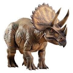 Fototapeta premium triceratops isolated on white isolated on white 
