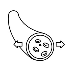 Vasodilation Blood Vessels