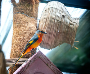A male Grey Chinned Minivet from the montane forest was brought back to be raised in a garden in Vietnam.