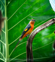 A male Grey Chinned Minivet from the montane forest was brought back to be raised in a garden in Vietnam.
