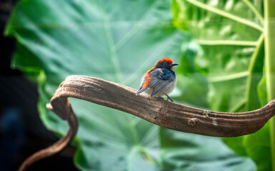 Dicaeum cruentatum, a small bird that helps pollinate orchards Found a lot in Thailand