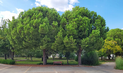 Trees of the Mediterranean stone pine, umbrella pine or parasol pine in a botanical garden