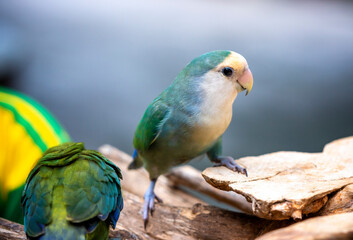 Handsome Young happy male Cute lovebird parrot, pet african parrot, caring for animals. Funny parrots. Home pet parrot. The best birds. Beautiful photo of a bird. Ornithology