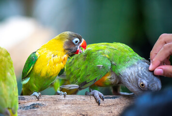 Handsome Young happy male Cute lovebird parrot, pet african parrot, caring for animals. Funny parrots. Home pet parrot. The best birds. Beautiful photo of a bird. Ornithology