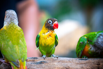 Handsome Young happy male Cute lovebird parrot, pet african parrot, caring for animals. Funny parrots. Home pet parrot. The best birds. Beautiful photo of a bird. Ornithology