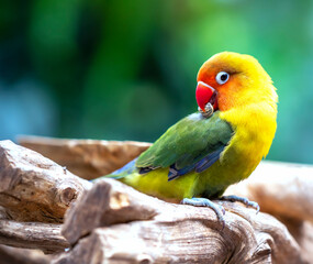 Handsome Young happy male Cute lovebird parrot, pet african parrot, caring for animals. Funny parrots. Home pet parrot. The best birds. Beautiful photo of a bird. Ornithology