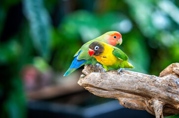 Two lovebird (Agapornis roseicollis) also known as rosy collared or peach faced lovebird. Two colorful parrots male and female are together