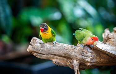 Two lovebird (Agapornis roseicollis) also known as rosy collared or peach faced lovebird. Two colorful parrots male and female are together