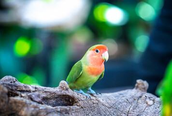 Handsome Young happy male Cute lovebird parrot, pet african parrot, caring for animals. Funny parrots. Home pet parrot. The best birds. Beautiful photo of a bird. Ornithology
