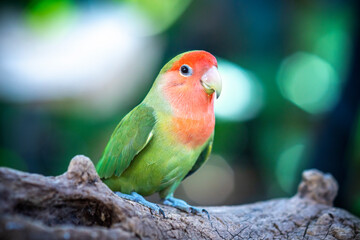 Handsome Young happy male Cute lovebird parrot, pet african parrot, caring for animals. Funny parrots. Home pet parrot. The best birds. Beautiful photo of a bird. Ornithology