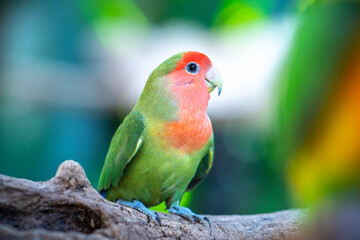 Handsome Young happy male Cute lovebird parrot, pet african parrot, caring for animals. Funny parrots. Home pet parrot. The best birds. Beautiful photo of a bird. Ornithology