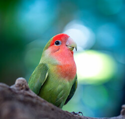 Handsome Young happy male Cute lovebird parrot, pet african parrot, caring for animals. Funny parrots. Home pet parrot. The best birds. Beautiful photo of a bird. Ornithology