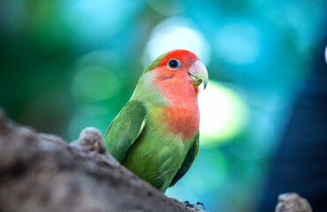 Handsome Young happy male Cute lovebird parrot, pet african parrot, caring for animals. Funny parrots. Home pet parrot. The best birds. Beautiful photo of a bird. Ornithology