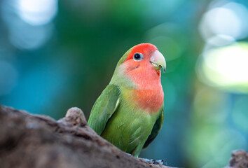 Handsome Young happy male Cute lovebird parrot, pet african parrot, caring for animals. Funny parrots. Home pet parrot. The best birds. Beautiful photo of a bird. Ornithology