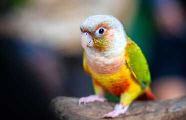 Portrait colorful pretty pineapple conure parrot bird. This is a bird that is domesticated and raised in the home as a friend