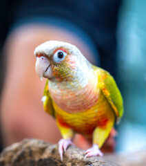 Portrait colorful pretty pineapple conure parrot bird. This is a bird that is domesticated and...