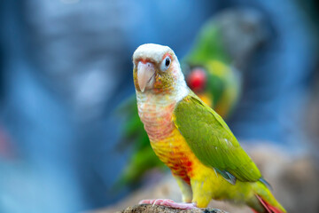 Portrait colorful pretty pineapple conure parrot bird. This is a bird that is domesticated and raised in the home as a friend