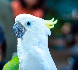 Portrait Yellow crested cockatoo a medium sized cockatoo with white plumage, bluish white bare...