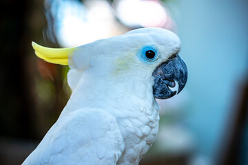 Portrait Yellow crested cockatoo a medium sized cockatoo with white plumage, bluish white bare orbital skin, grey feet, a black bill, and a retractile yellow or orange crest
