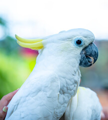Portrait Yellow crested cockatoo a medium sized cockatoo with white plumage, bluish white bare...