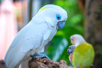 Portrait Yellow crested cockatoo a medium sized cockatoo with white plumage, bluish white bare orbital skin, grey feet, a black bill, and a retractile yellow or orange crest
