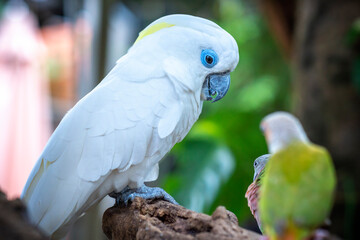 Portrait Yellow crested cockatoo a medium sized cockatoo with white plumage, bluish white bare...