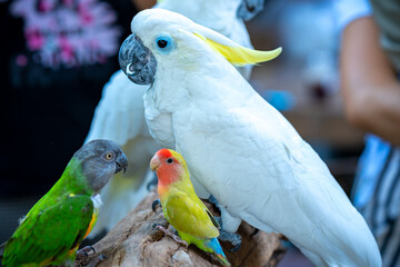 Portrait Yellow crested cockatoo a medium sized cockatoo with white plumage, bluish white bare...