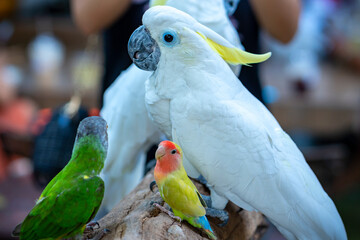 Portrait Yellow crested cockatoo a medium sized cockatoo with white plumage, bluish white bare orbital skin, grey feet, a black bill, and a retractile yellow or orange crest
