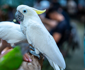 Portrait Yellow crested cockatoo a medium sized cockatoo with white plumage, bluish white bare orbital skin, grey feet, a black bill, and a retractile yellow or orange crest