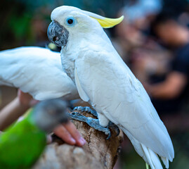 Portrait Yellow crested cockatoo a medium sized cockatoo with white plumage, bluish white bare...