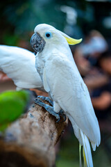 Portrait Yellow crested cockatoo a medium sized cockatoo with white plumage, bluish white bare orbital skin, grey feet, a black bill, and a retractile yellow or orange crest