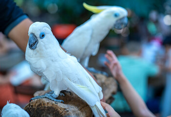 Portrait Yellow crested cockatoo a medium sized cockatoo with white plumage, bluish white bare orbital skin, grey feet, a black bill, and a retractile yellow or orange crest