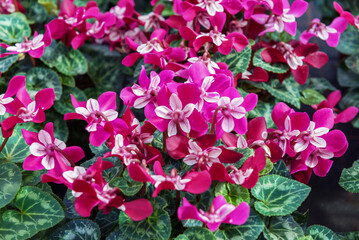 The indoor red cyclamen, an hardy flowering plant