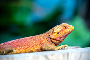 Bearded Dragon Hypo closeup on nature background, Bearded Dragon Red Hypo side view on wood